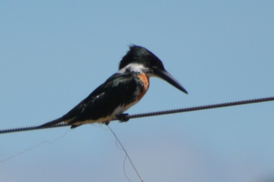 Amazon Kingfisher - COA Tangará Posadas