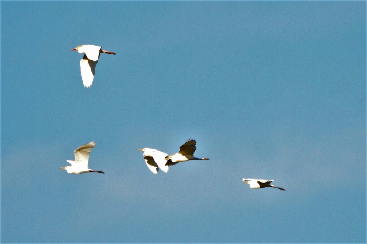 Western Cattle Egret - COA Tangará Posadas