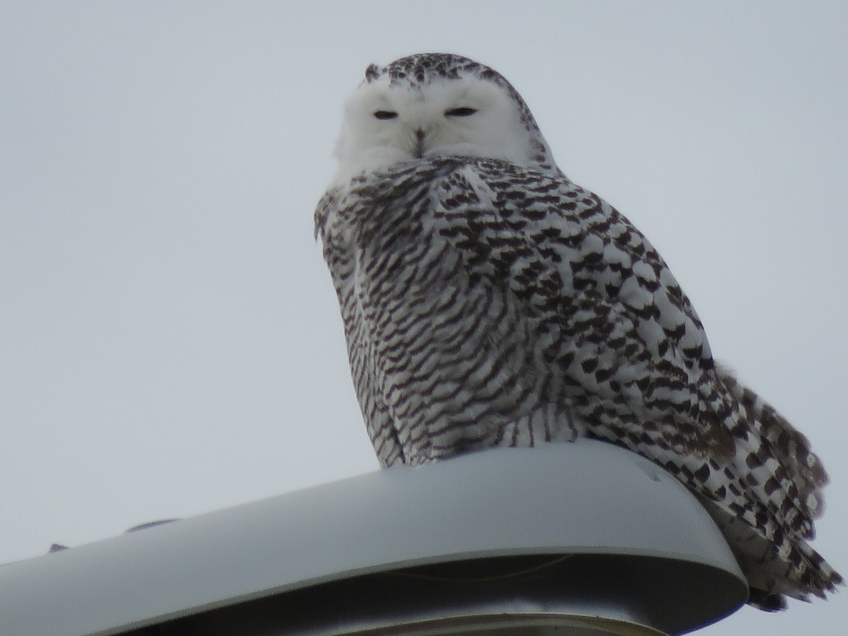 Snowy Owl - Kadynn Hatfield