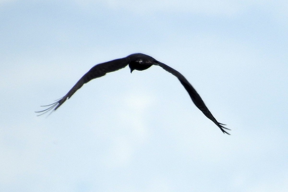 Zone-tailed Hawk - Yoshitharo Kuroki