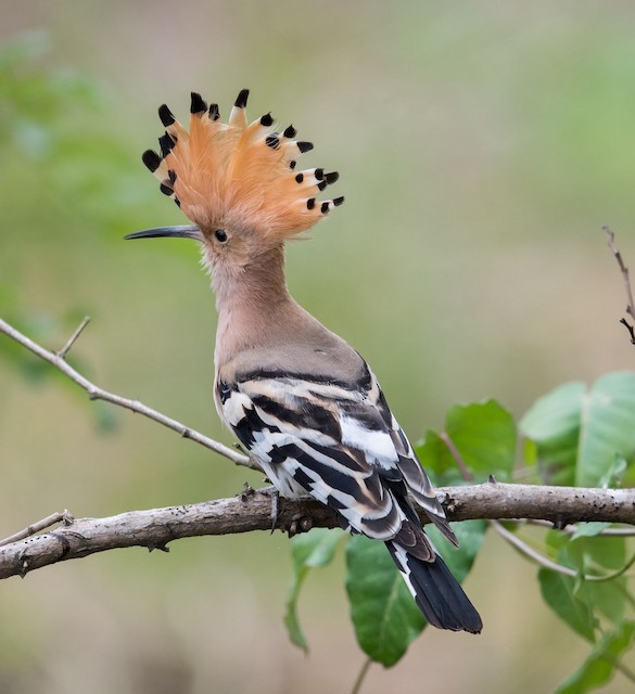 <em class="SciName notranslate">Upupa epops epops</em>, Dorsal View. - Eurasian Hoopoe - 