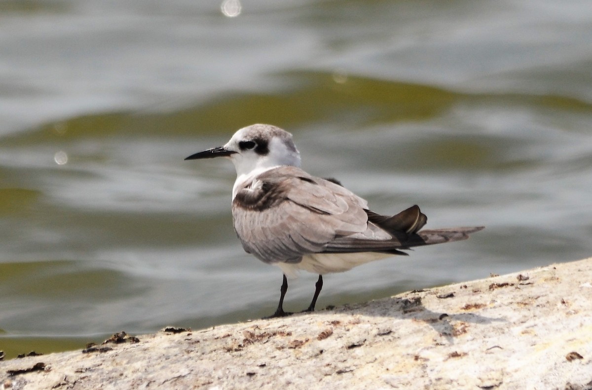 Black Tern - javier lopez