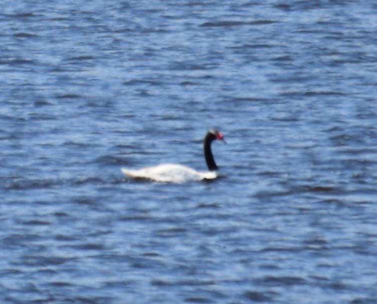 Black-necked Swan - ML73562851