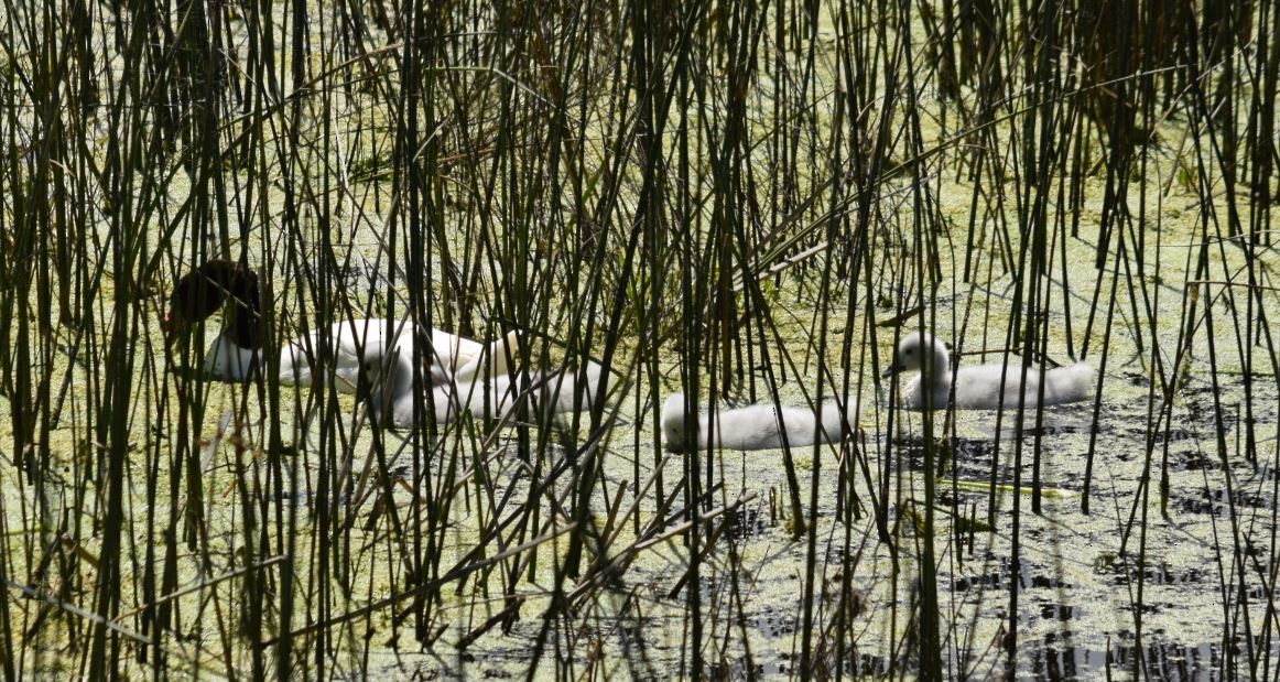 Black-necked Swan - ML73562861