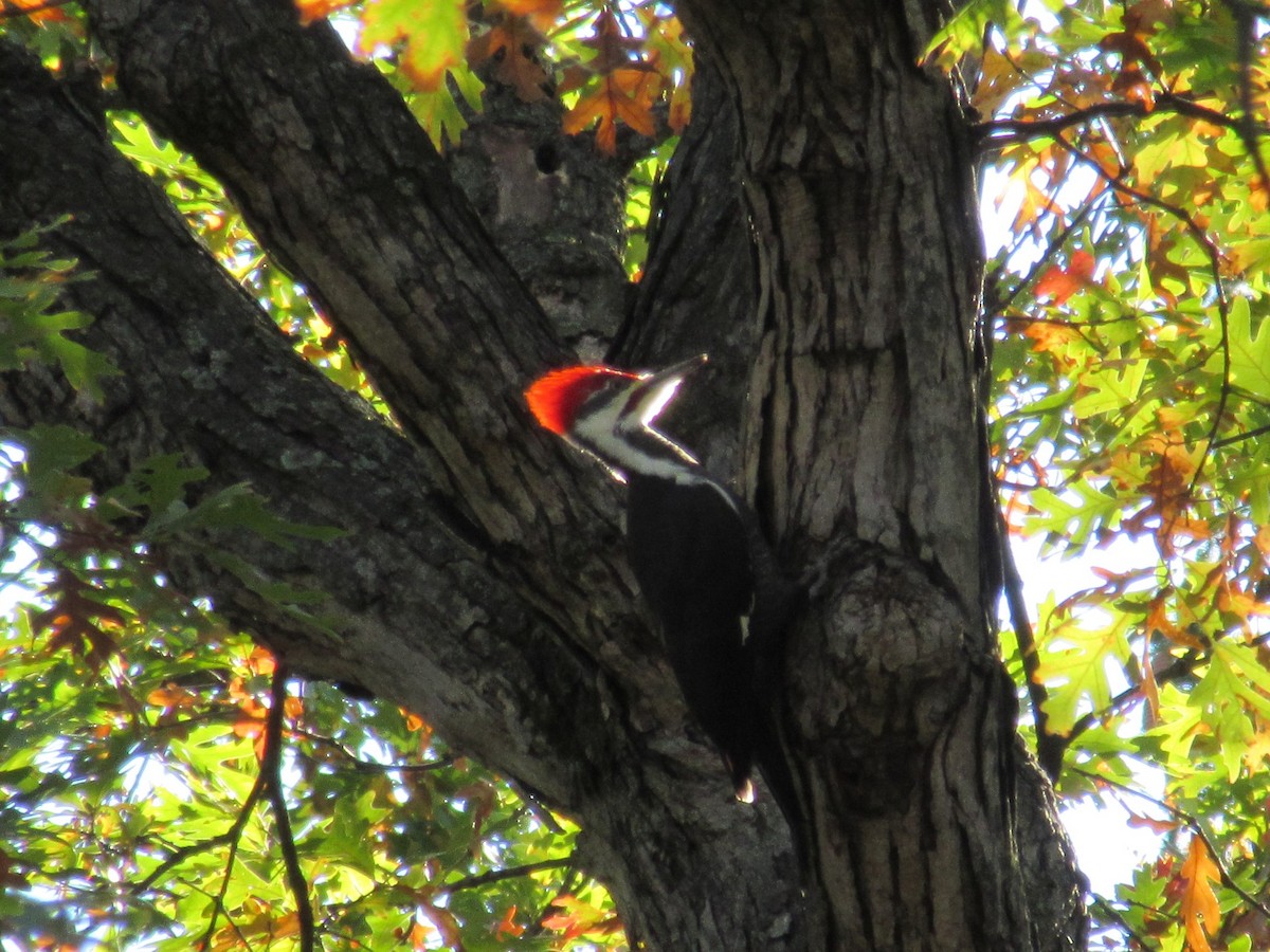 Pileated Woodpecker - ML73563521
