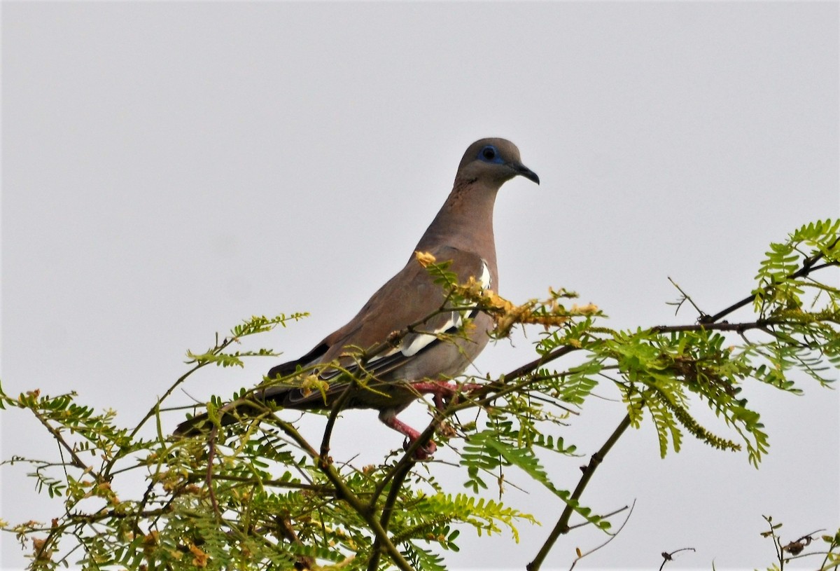 West Peruvian Dove - javier lopez