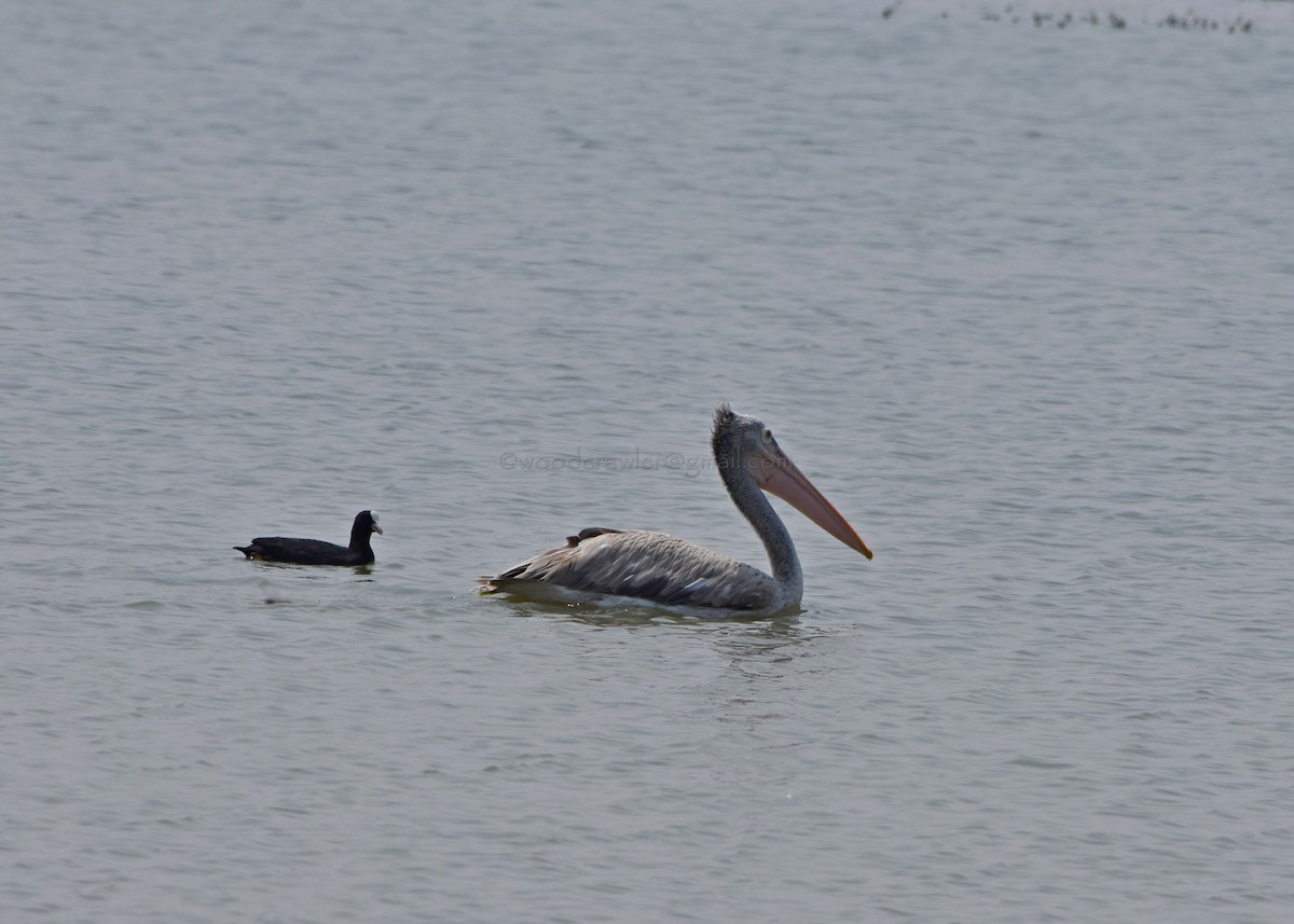 Spot-billed Pelican - Rajesh Radhakrishnan