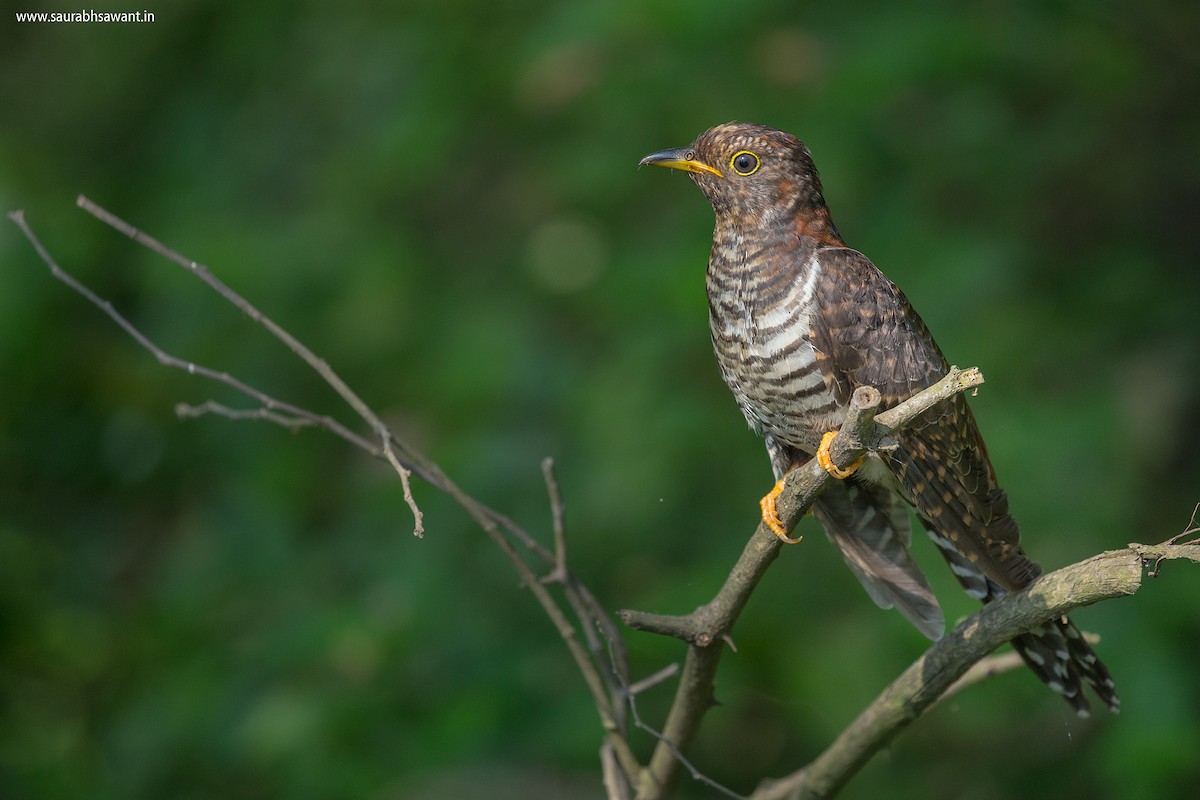 Lesser Cuckoo - Saurabh Sawant
