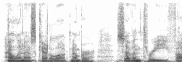 Eurylaime de Gould - ML73570