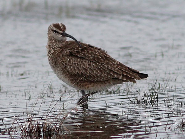 Whimbrel - Ted Keyel