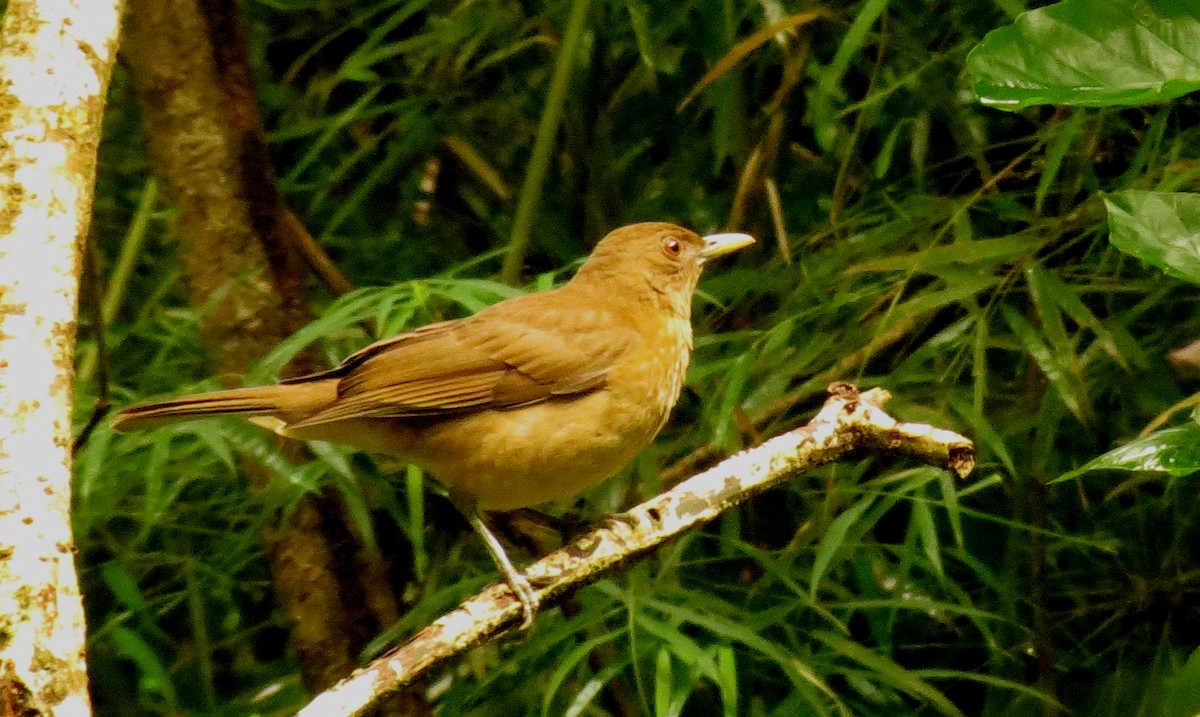 Clay-colored Thrush - Peter Blancher
