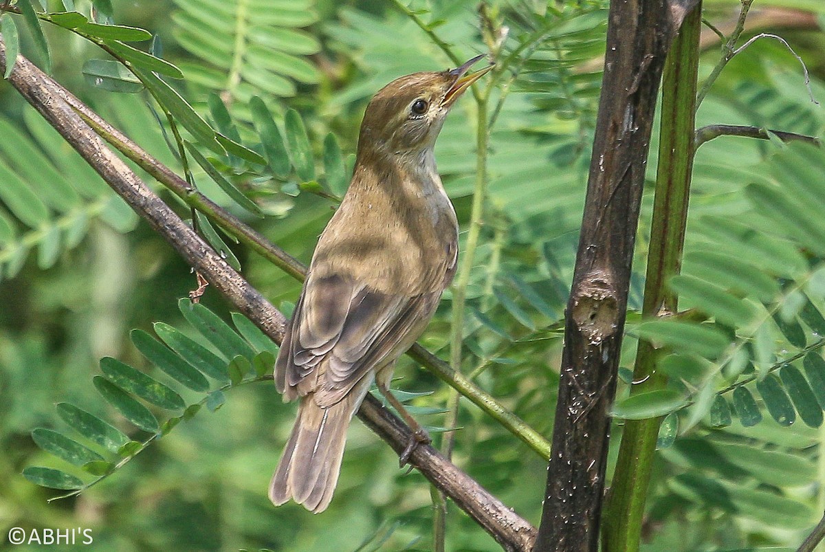 Booted Warbler - Abhijith surendran