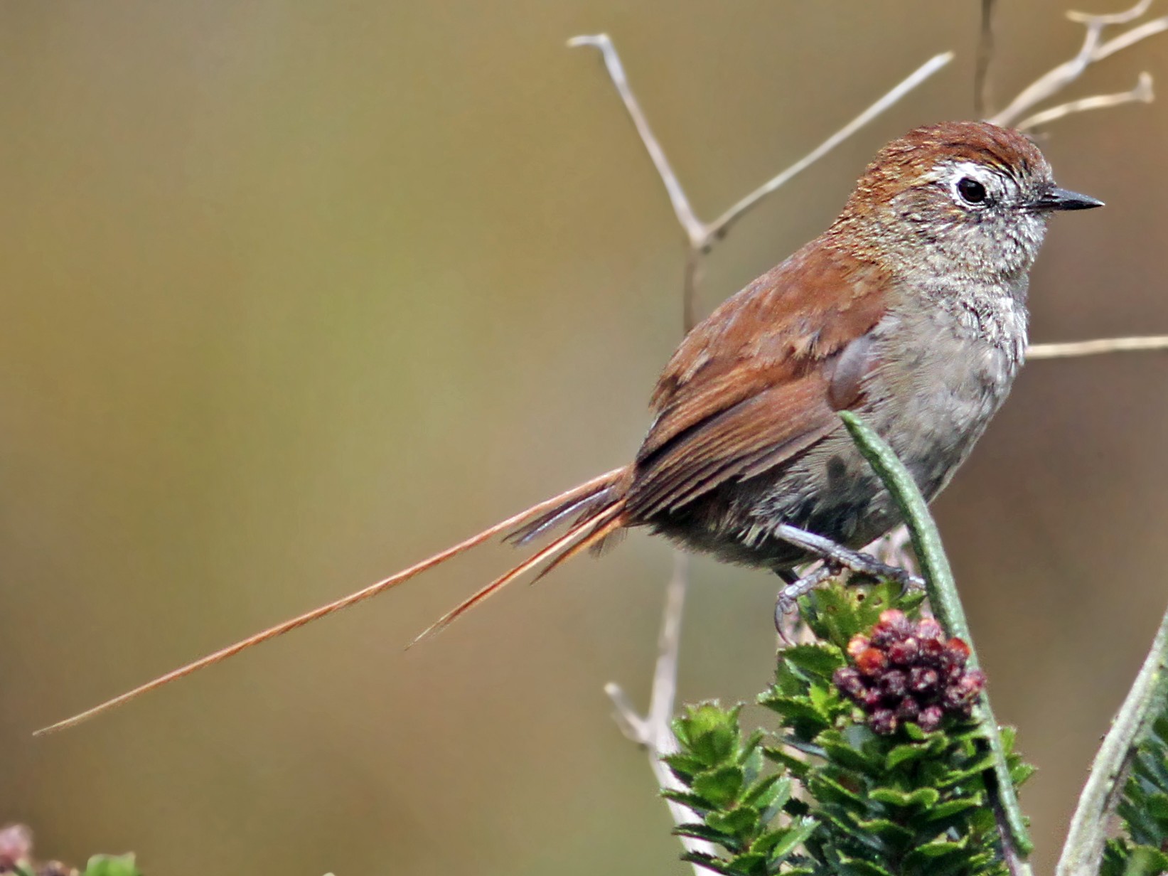 White-chinned Thistletail - Anonymous