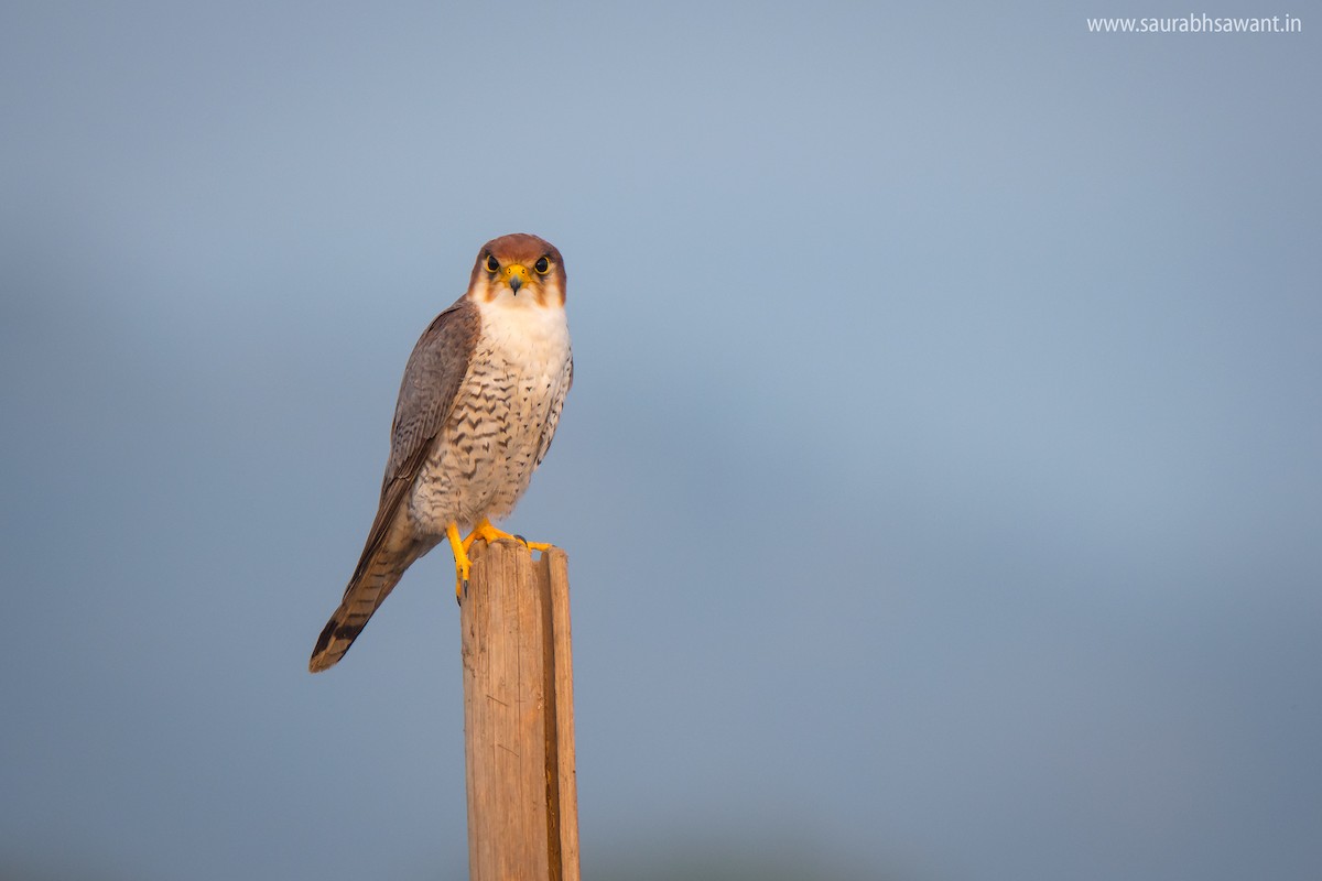 Red-necked Falcon - Saurabh Sawant
