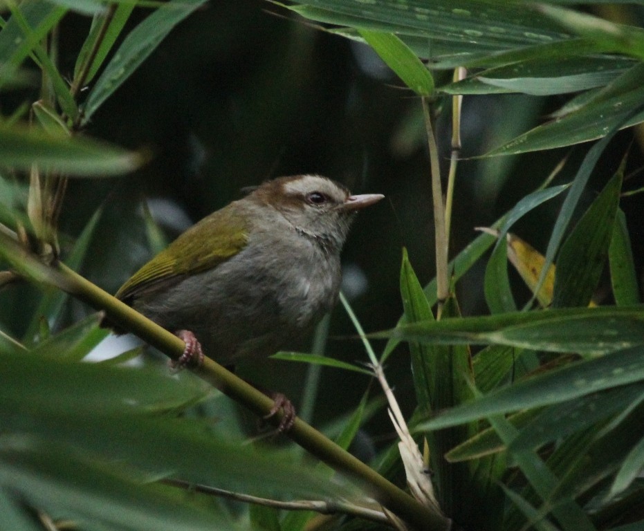 White-browed Crombec - ML73581841