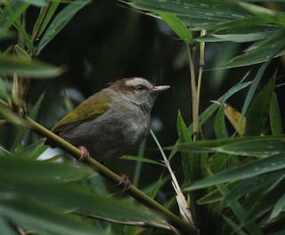  - White-browed Crombec