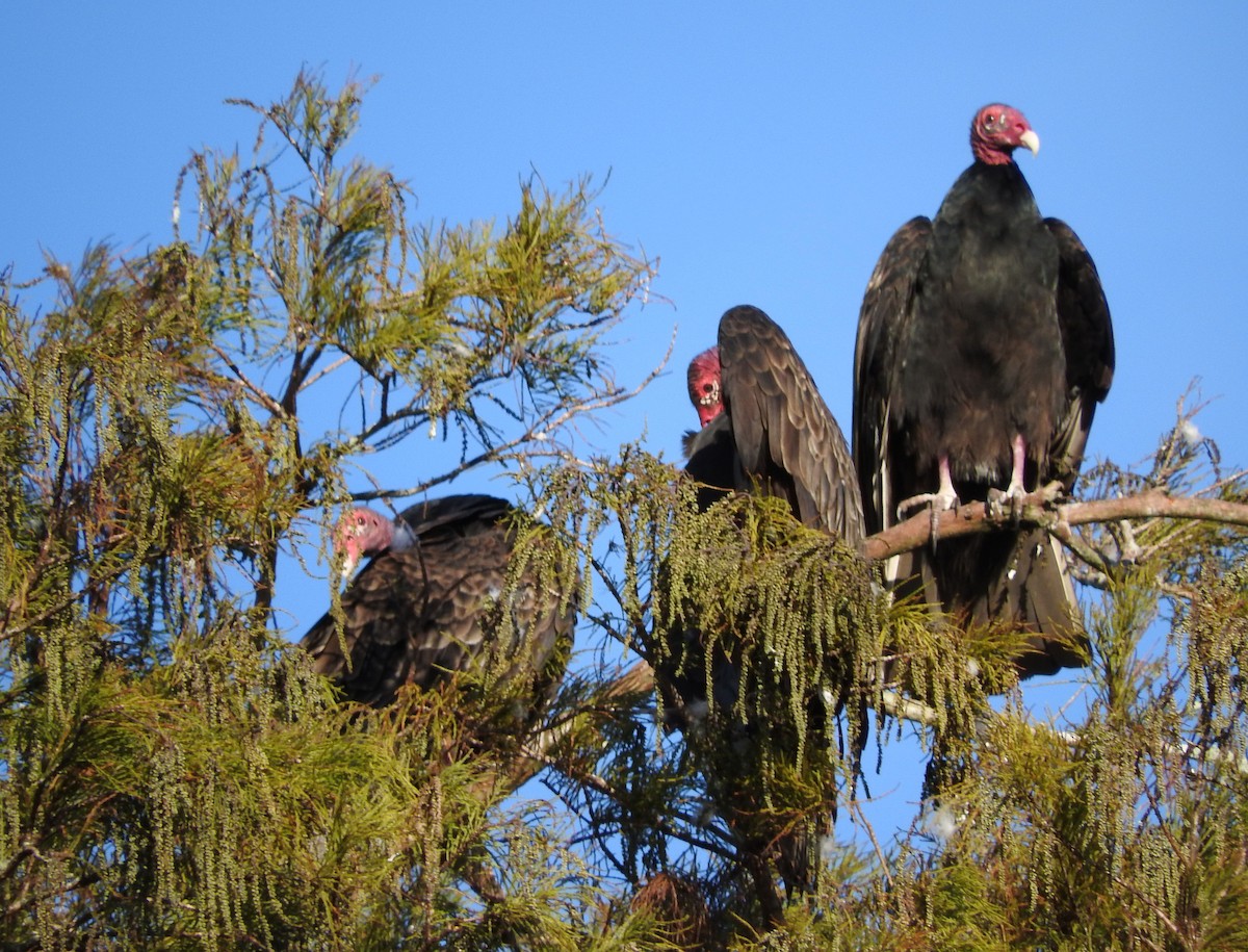 Turkey Vulture - Wendy Meehan