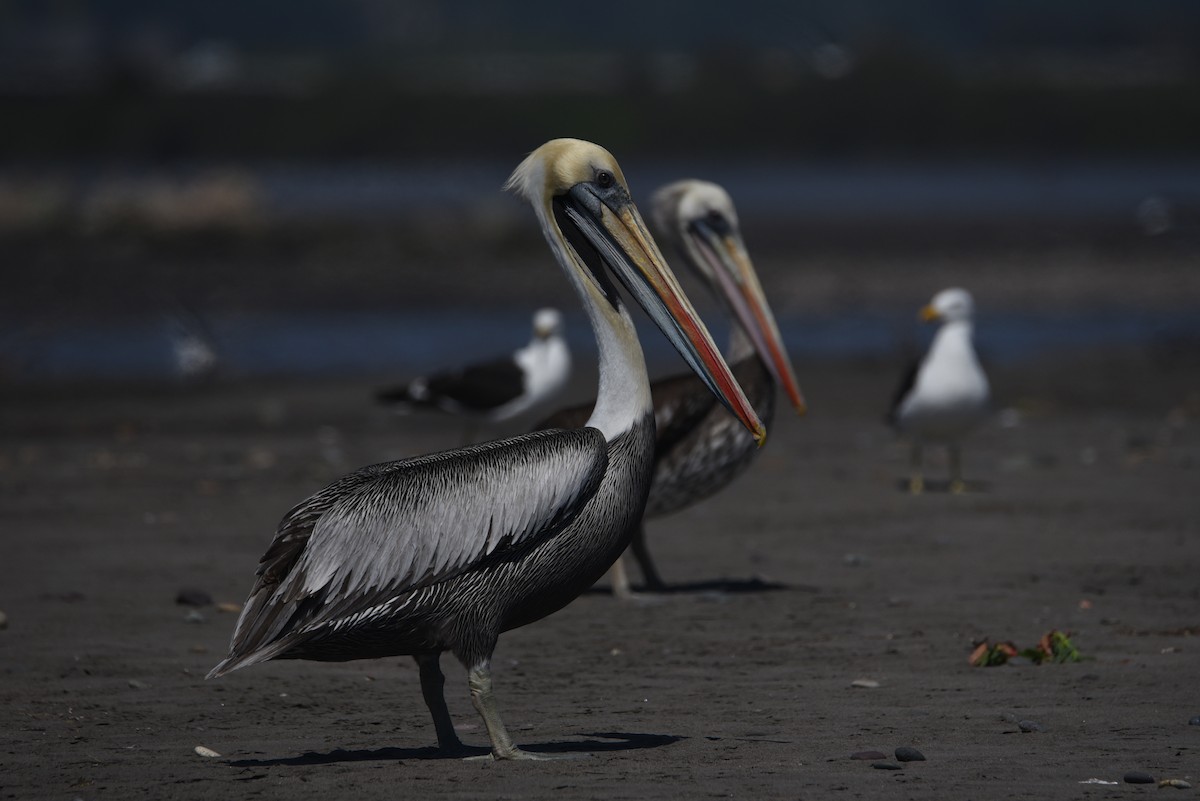 Peruvian Pelican - Darío de la Fuente - Chilean Nature