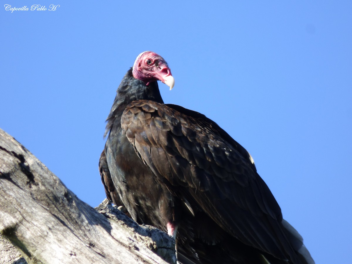 Turkey Vulture - Facundo  Di Sallo