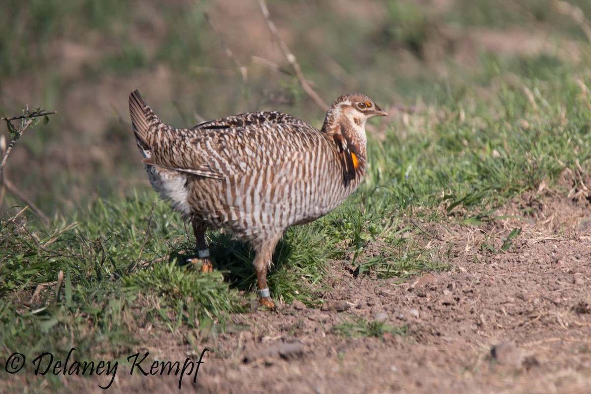 Greater Prairie-Chicken (Attwater's) - Delaney Kempf