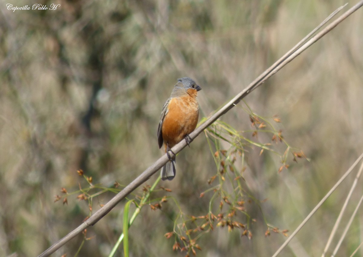 Tawny-bellied Seedeater - ML73583221