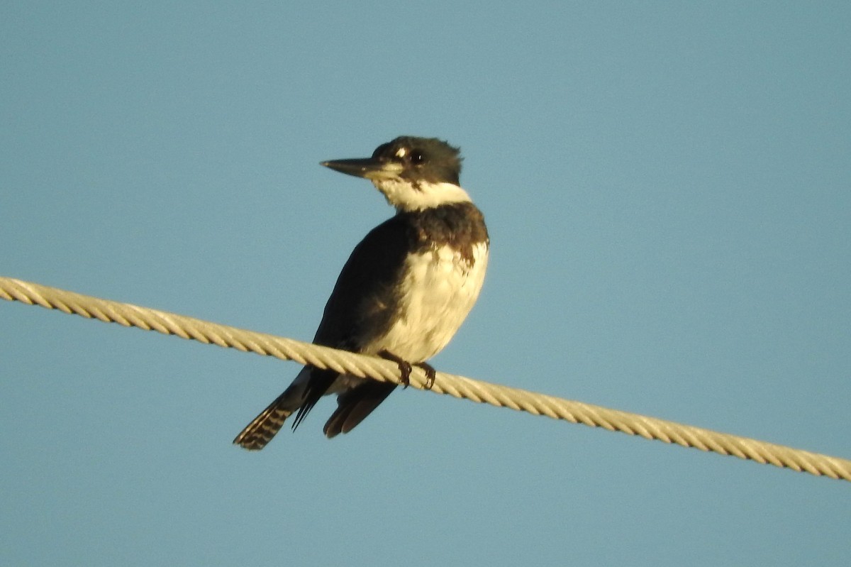 Belted Kingfisher - Wendy Meehan