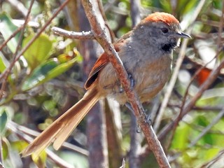  - Silvery-throated Spinetail