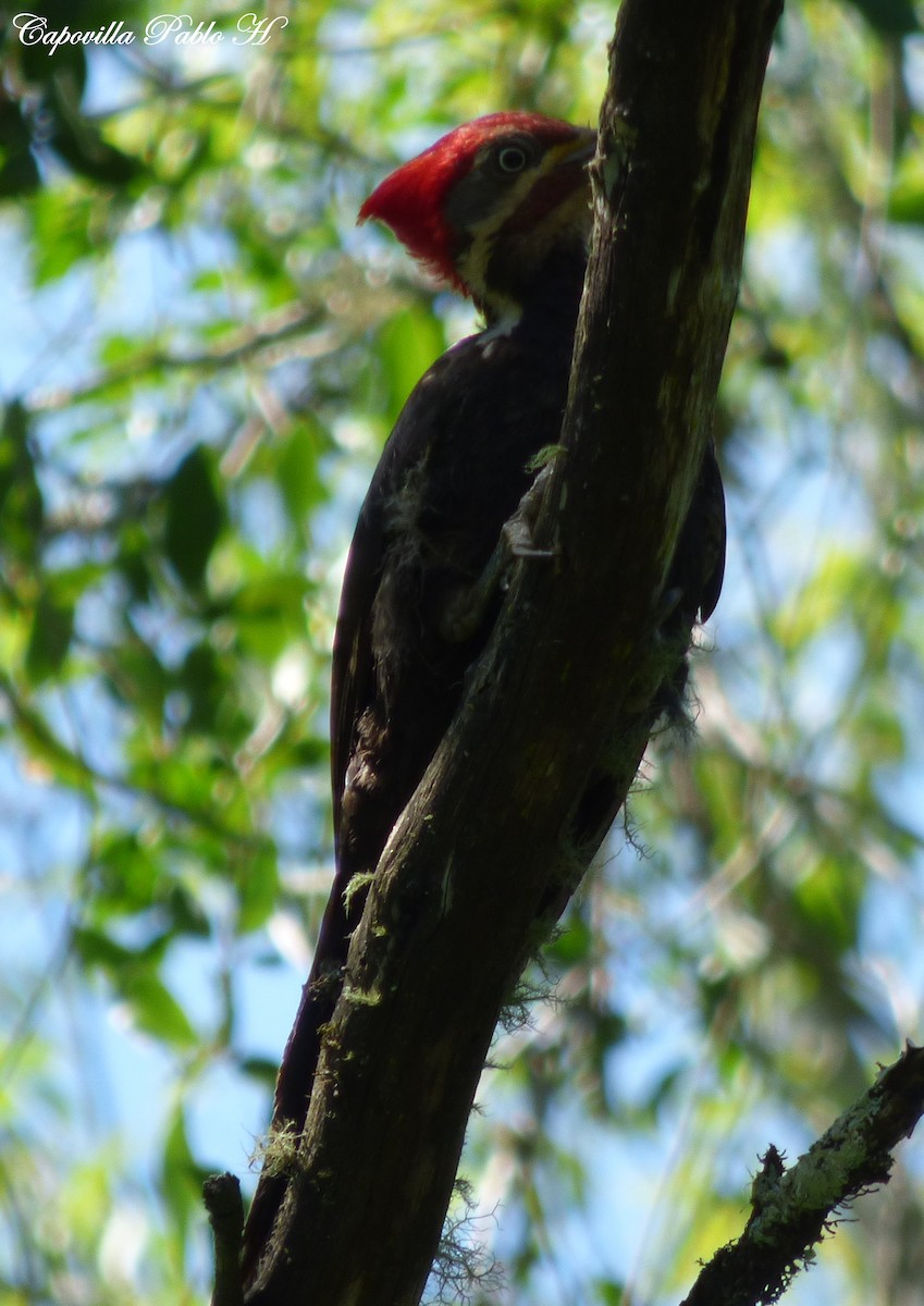 Black-bodied Woodpecker - ML73583581