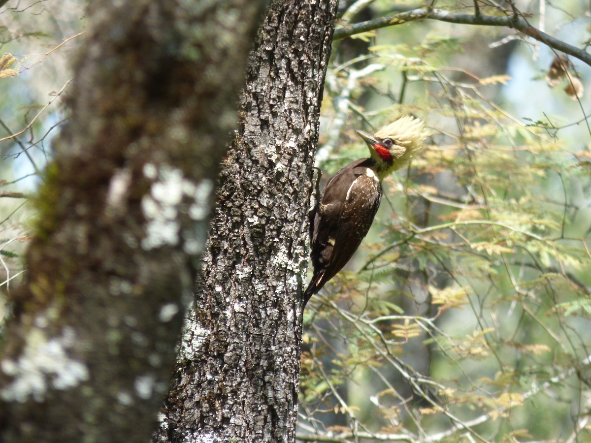 Pale-crested Woodpecker - ML73583701