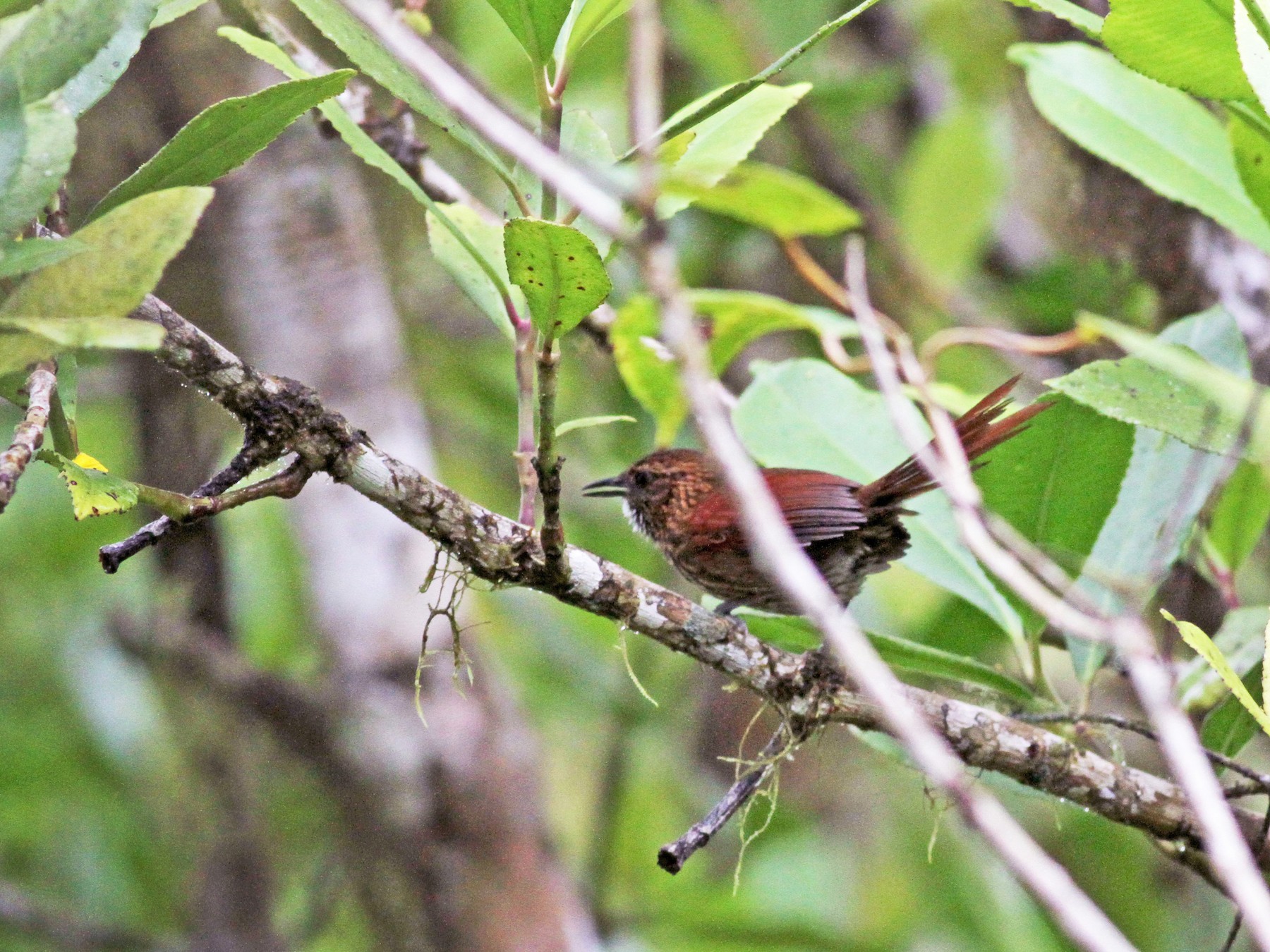 Stripe-breasted Spinetail - Jay McGowan