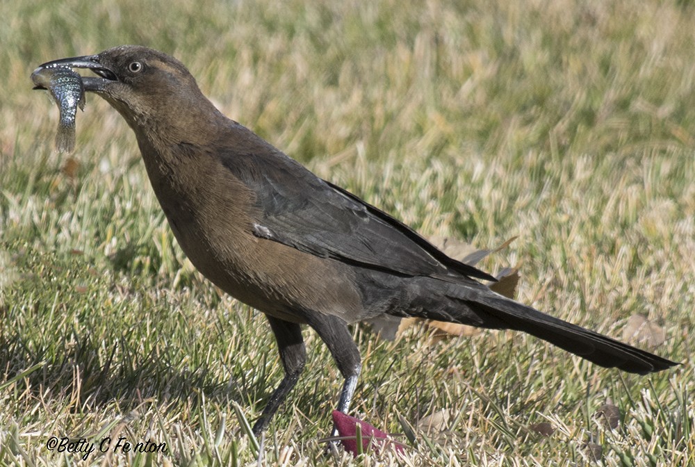 Great-tailed Grackle - Betty Fenton