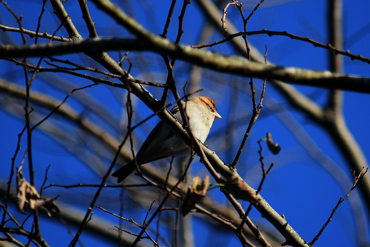 Chipping Sparrow - Hugh Barger