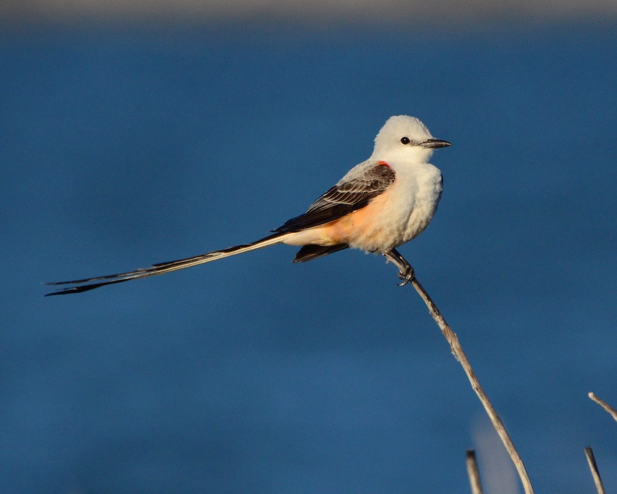Scissor-tailed Flycatcher - Christine Snitkin