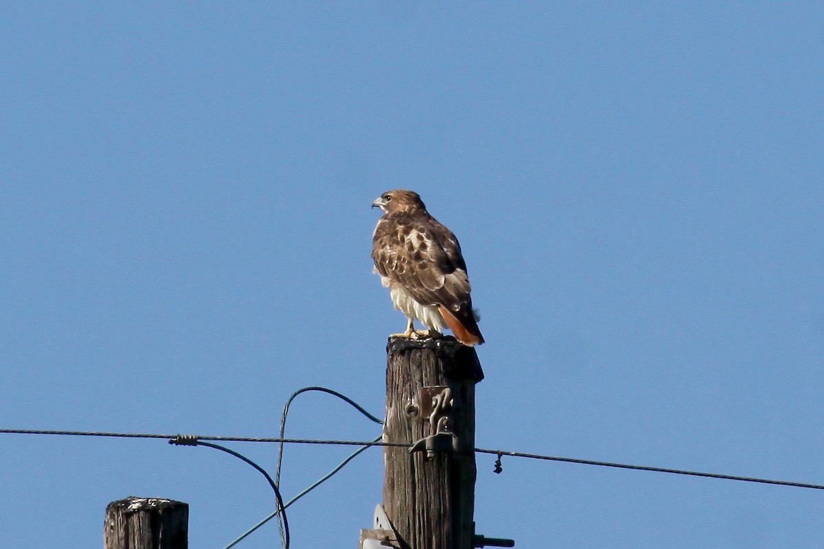 Red-tailed Hawk - Ronald Newhouse