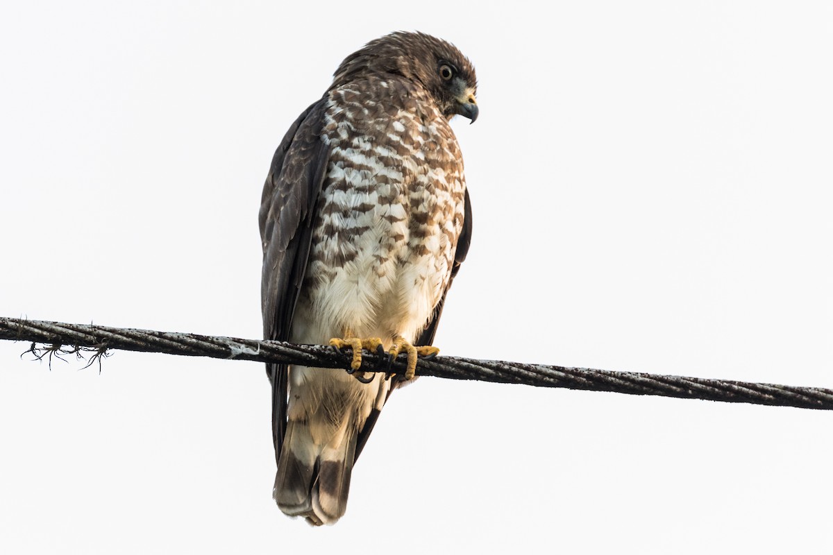 Broad-winged Hawk - Kamal Mahabir