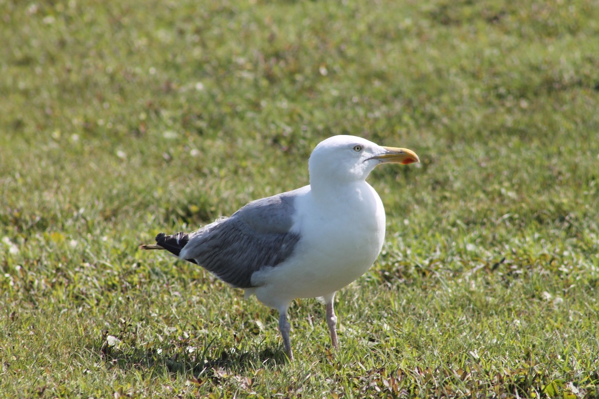Herring Gull (American) - Edward Landi