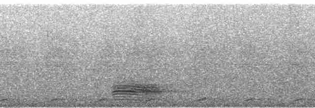 holub světleoký - ML73596