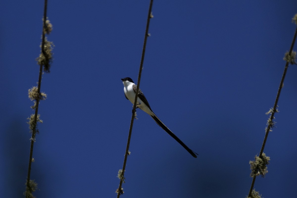 Fork-tailed Flycatcher - ML73596821