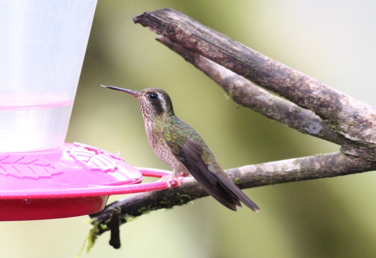 Speckled Hummingbird - Shawn Billerman
