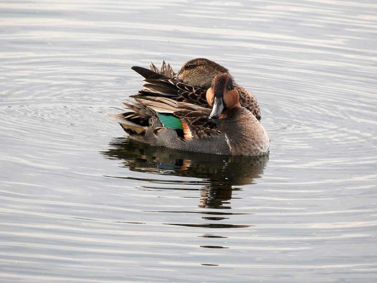 Green-winged Teal - Pierre André
