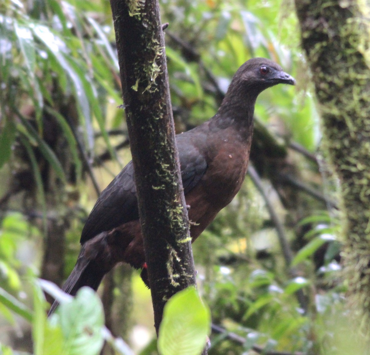Sickle-winged Guan - ML73602641