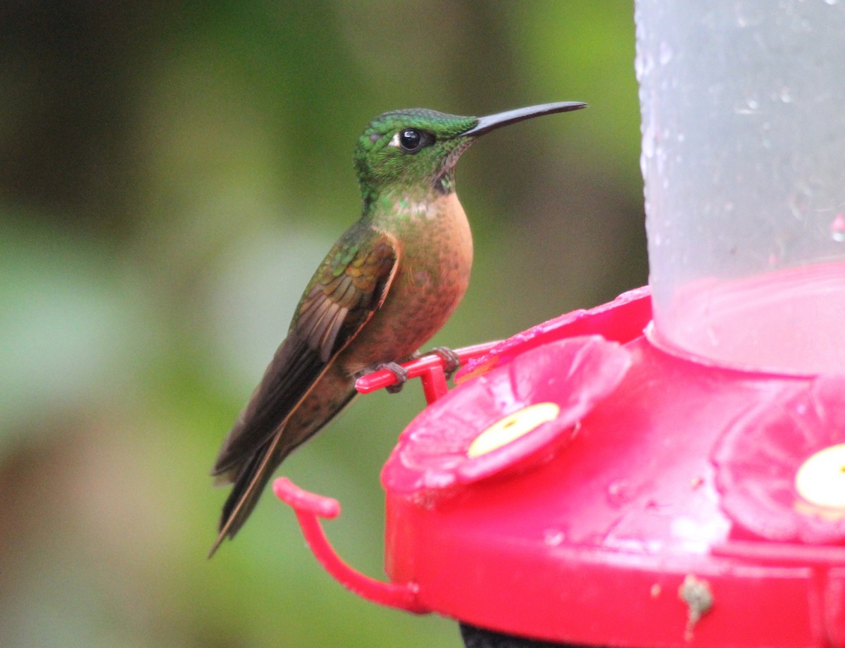 kolibřík hnědobřichý - ML73602781