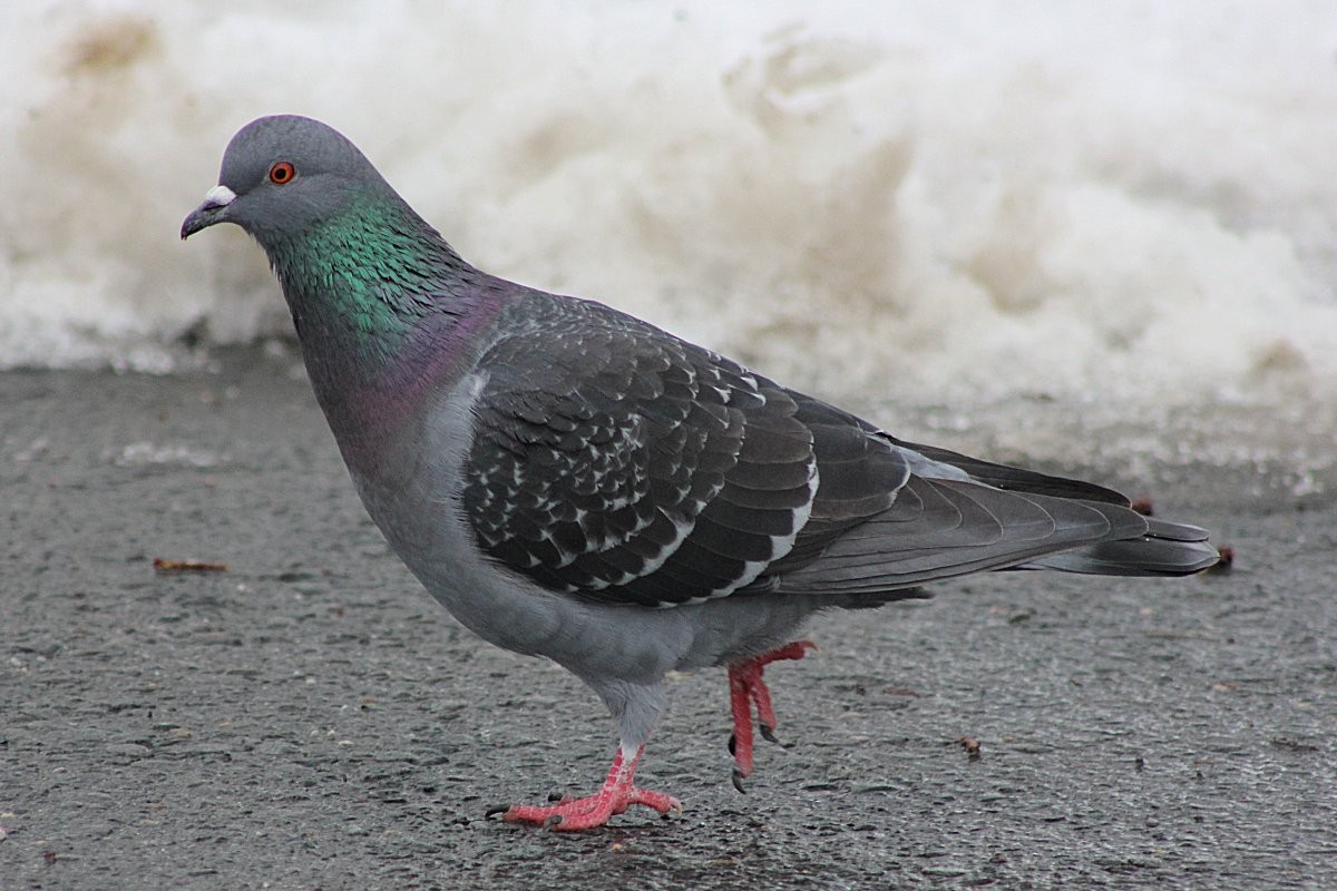 Rock Pigeon (Feral Pigeon) - Robert Keereweer