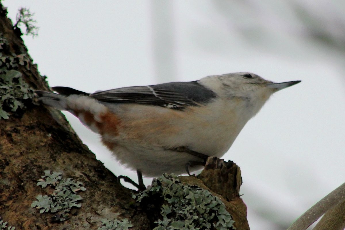 White-breasted Nuthatch - ML73608661