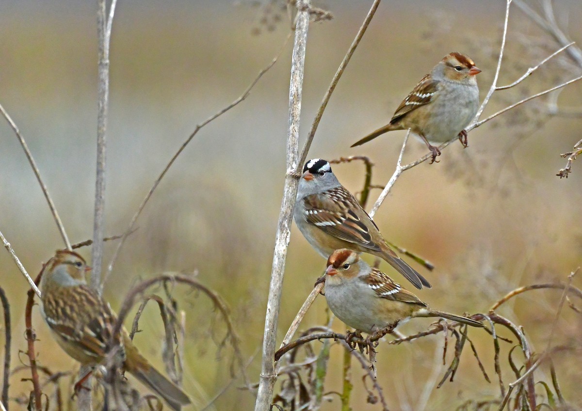 White-crowned Sparrow - Clint Murray