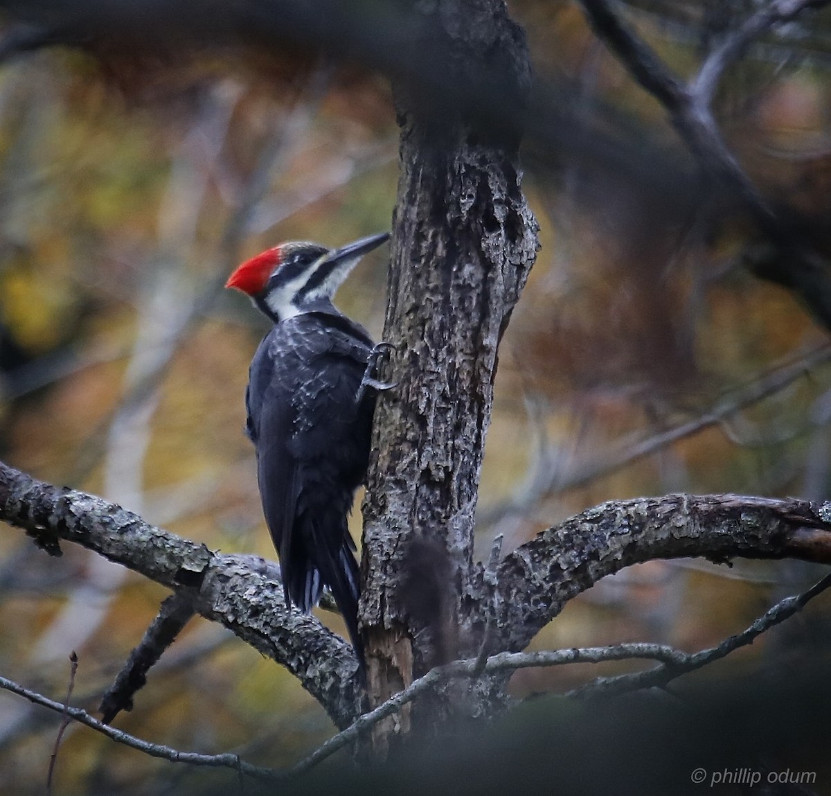Pileated Woodpecker - Phillip Odum