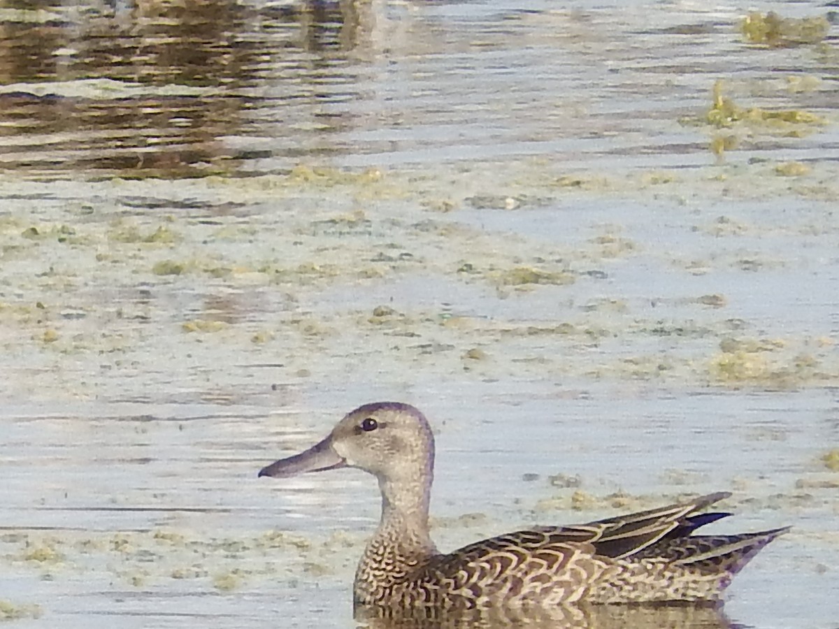 Blue-winged Teal - ML73613461