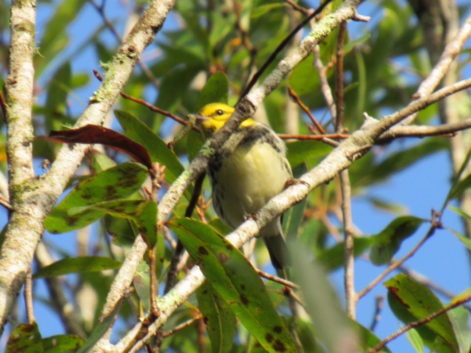 Black-throated Green Warbler - Eric Plage