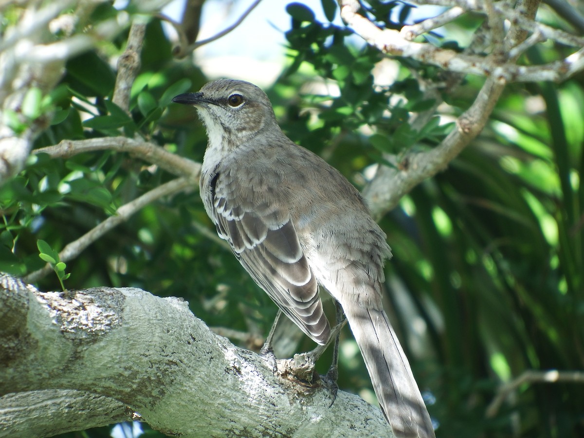 Bahama Mockingbird - ML73617221