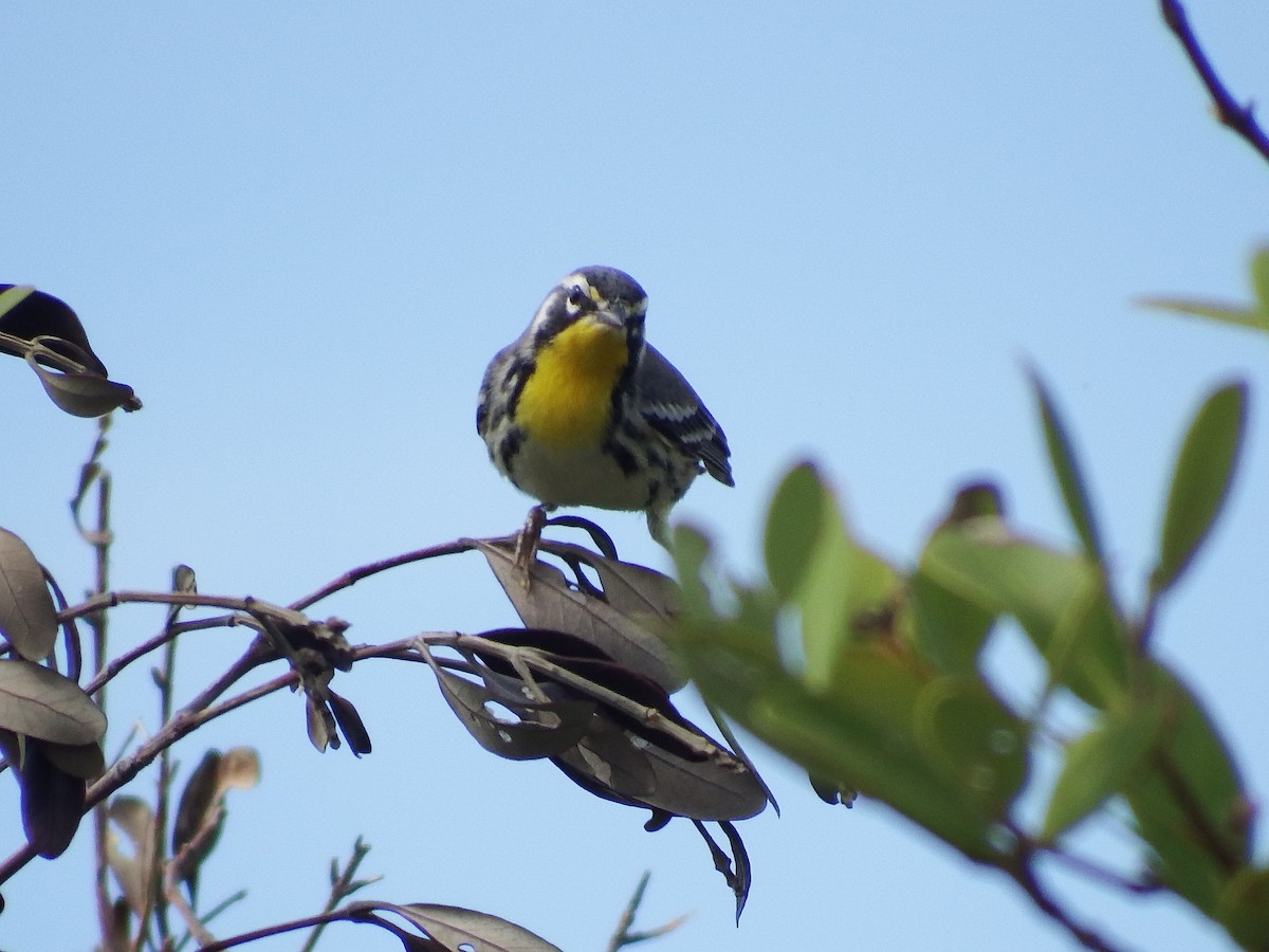 Yellow-throated Warbler - ML73618081